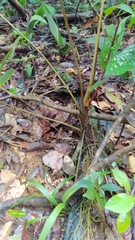 Anthurium sagittatum
