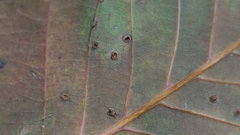 Neuroterus quercusverrucarum