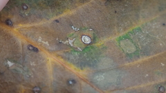 Neuroterus quercusverrucarum