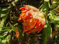 Liparia splendens splendens