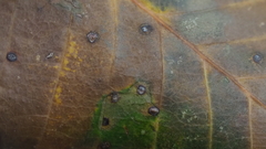 Neuroterus quercusverrucarum