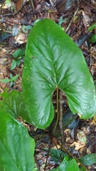 Anthurium sagittatum