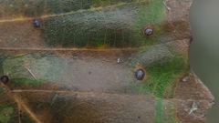 Neuroterus quercusverrucarum