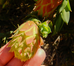 Liparia splendens splendens