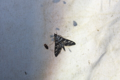 Epipagis forsythae