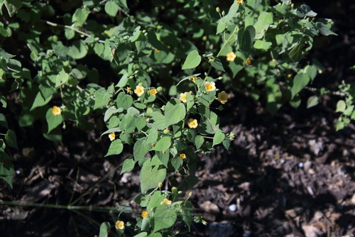 Viscid mallow (Abutilon viscosum)