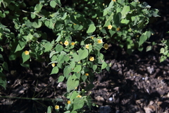 Abutilon viscosum