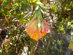 Liparia splendens splendens