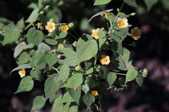Abutilon viscosum