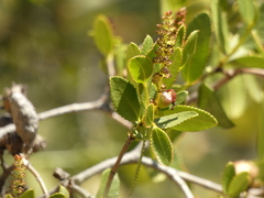 Colliguaja odorifera
