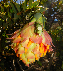 Liparia splendens splendens