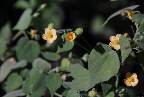 Image of Abutilon viscosum by (c) psweet, some rights reserved (CC BY-SA)