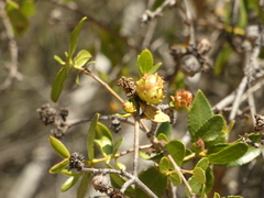 Colliguaja odorifera