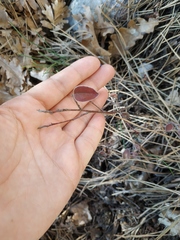Cotoneaster tauricus