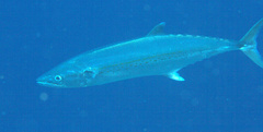 Scomberomorus regalis