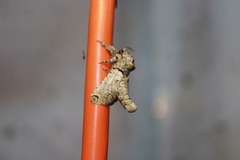 Inguromorpha basalis