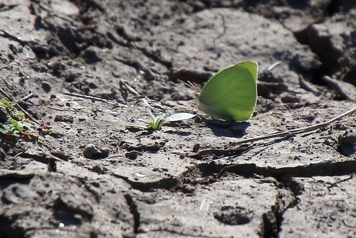 Lyside Sulphur photo 6