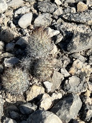 Escobaria emskoetteriana