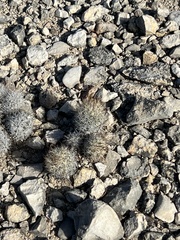 Escobaria emskoetteriana