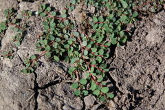 Euphorbia serpens