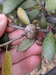 Callirhytis quercusbatatoides