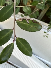 Phytomyza ilicis group