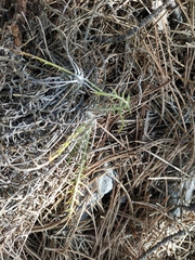 Ptilostemon echinocephalus