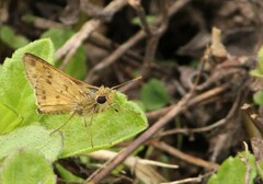 Polites vibex catilina