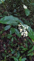 Palicourea violacea