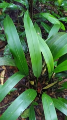 Spathanthus unilateralis