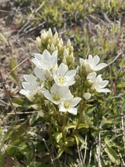 Gentianella corymbifera