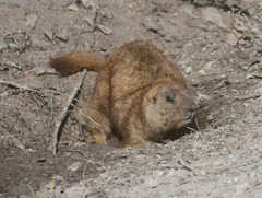 Marmota kastschenkoi