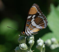 Adelpha californica