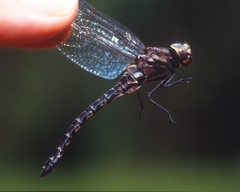 Gomphaeschna furcillata