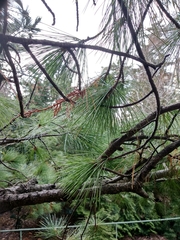 Pinus peuce