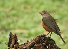 Turdus rufiventris