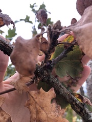 Disholcaspis mellifica