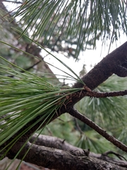 Pinus peuce