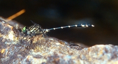 Stylogomphus albistylus