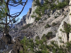 Pinus nigra pallasiana