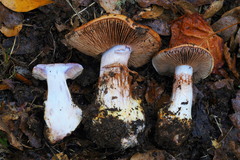 Cortinarius adonis