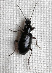 Agonum gracile