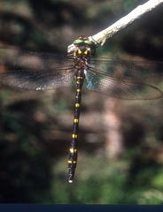 Cordulegaster maculata