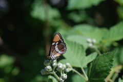 Adelpha californica