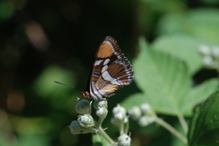 Adelpha californica