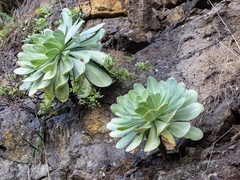 Aeonium hierrense