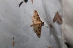 Nomophilini