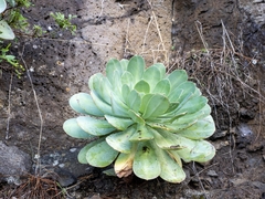 Aeonium hierrense