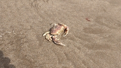 Ovalipes trimaculatus