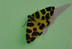 Pantherodes pardalaria